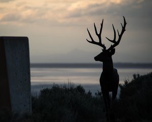 Превью обои олень, силуэт, рога, ночь