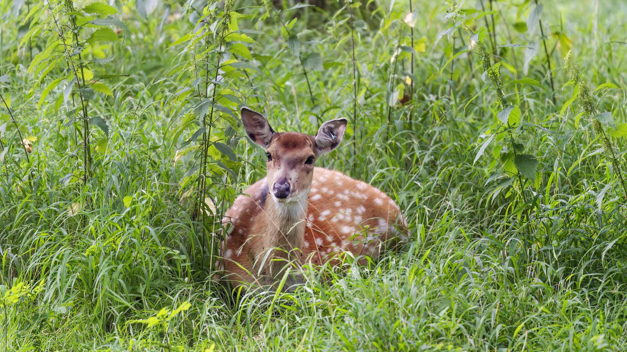 Обои олень, трава, лес, животное, дикая природа