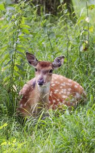 Превью обои олень, трава, лес, животное, дикая природа