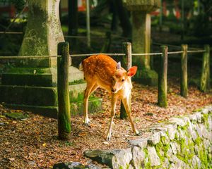 Превью обои олень, животное, камни, мох