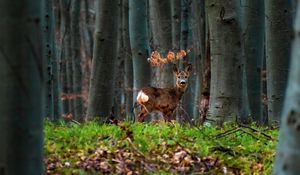 Превью обои олень, животное, лес, деревья