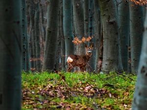 Превью обои олень, животное, лес, деревья