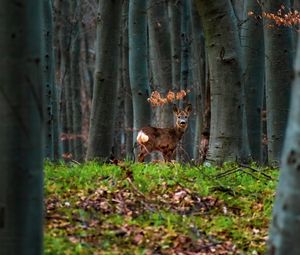 Превью обои олень, животное, лес, деревья