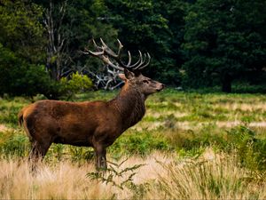 Превью обои олень, животное, лужайка, дикая природа