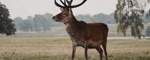 Превью обои олень, животное, поле, дикая природа