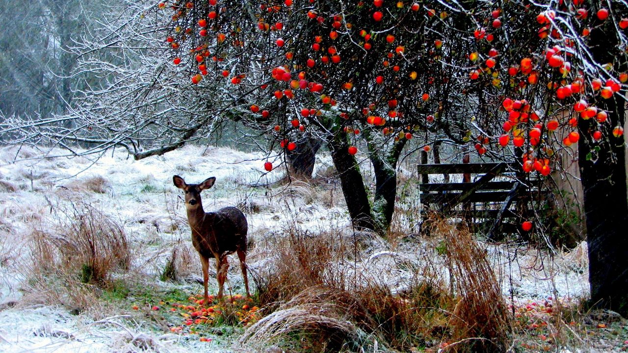 Обои олень, зима, снег, прогулка, лес, деревья