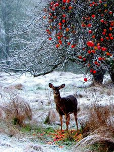 Превью обои олень, зима, снег, прогулка, лес, деревья