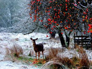 Превью обои олень, зима, снег, прогулка, лес, деревья