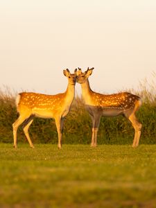 Превью обои олени, пара, дикая природа, животные