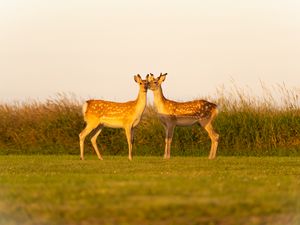 Превью обои олени, пара, дикая природа, животные