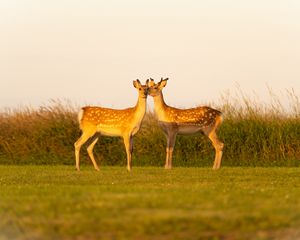 Превью обои олени, пара, дикая природа, животные