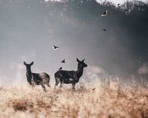 Превью обои олени, птицы, поле, полет, туман