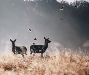 Превью обои олени, птицы, поле, полет, туман