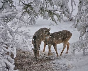 Превью обои олени, снег, деревья