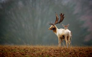 Превью обои олени, трава, природа, прогулка