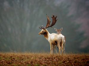 Превью обои олени, трава, природа, прогулка