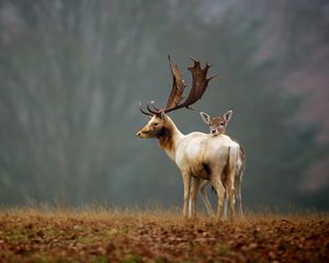 Превью обои олени, трава, природа, прогулка