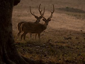 Превью обои олени, животные, дикая природа