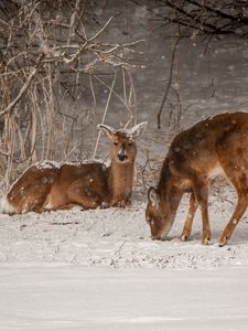 Превью обои олени, животные, снег, зима, дикая природа