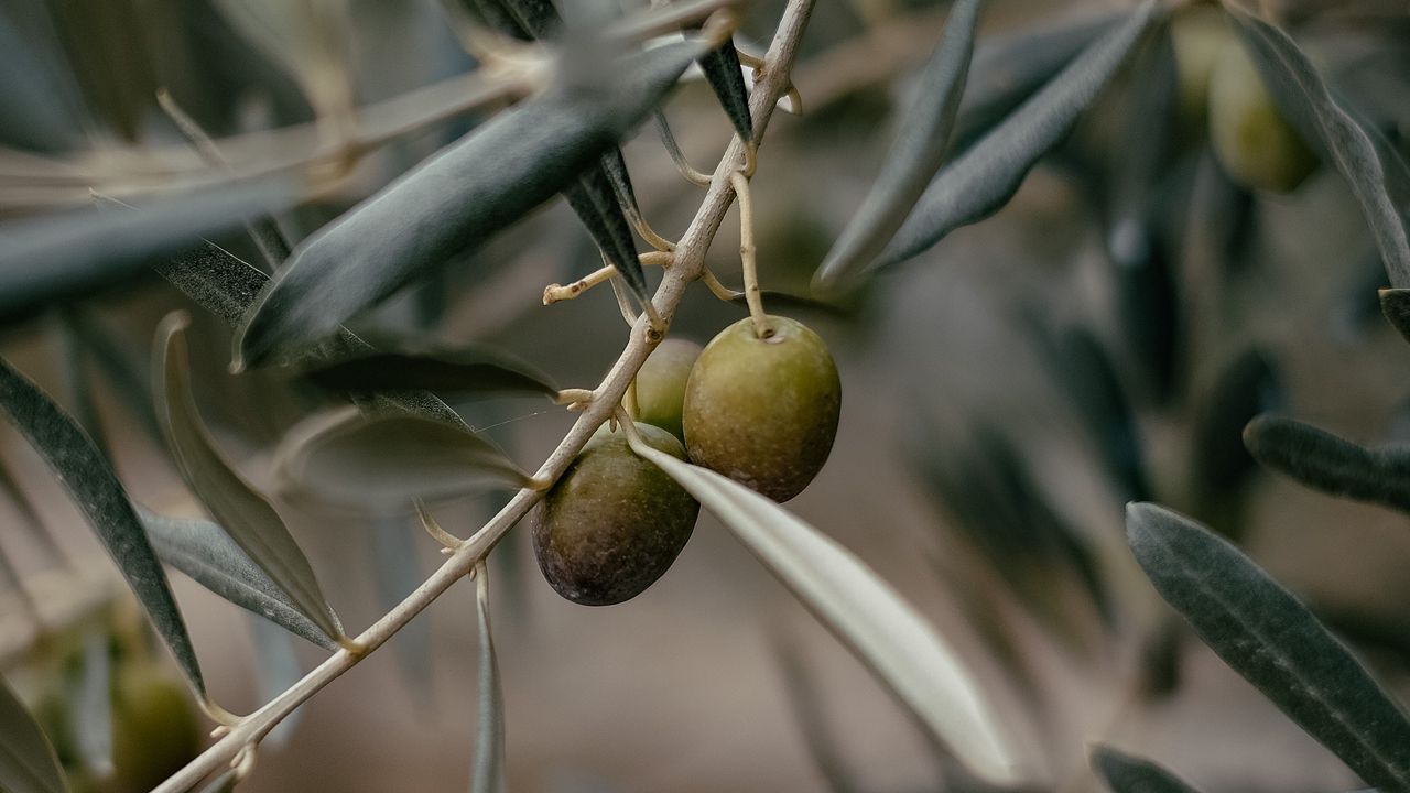 Обои оливки, ветка, дерево, фокус