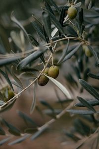 Превью обои оливки, ветка, дерево, фокус