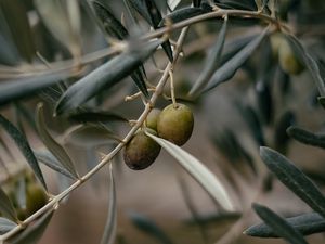 Превью обои оливки, ветка, дерево, фокус