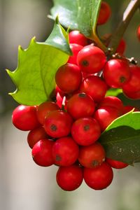 Превью обои омела, ягоды, листья, красный, макро