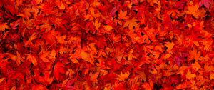 Превью обои опавшая листва, листья, красный, яркий