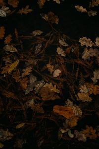 Превью обои опавшая листва, листья, сухой, коричневый, осень