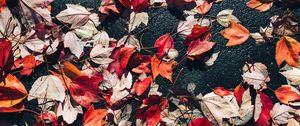Превью обои опавшие листья, листья, асфальт, осень, макро