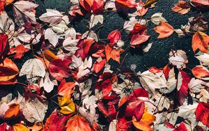 Превью обои опавшие листья, листья, асфальт, осень, макро