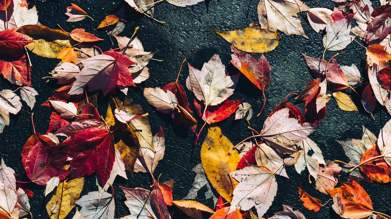 Обои опавшие листья, листья, асфальт, макро, осень