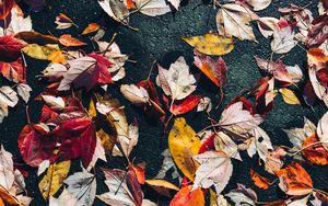 Превью обои опавшие листья, листья, асфальт, макро, осень