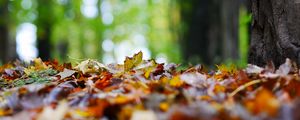 Превью обои опавшие листья, листья, деревья, осень, макро
