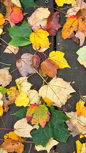 Превью обои опавшие листья, листья, дерево, доски, осень, макро