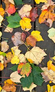 Превью обои опавшие листья, листья, дерево, доски, осень, макро