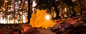 Превью обои опавшие листья, листья, лес, солнце, свет, макро