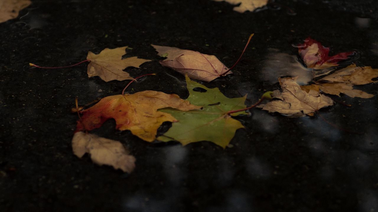 Обои опавшие листья, листья, лужа, осень