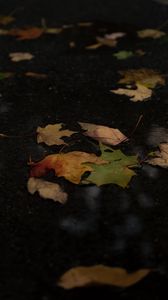 Превью обои опавшие листья, листья, лужа, осень