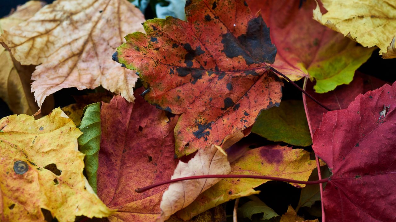 Обои опавшие листья, листья, макро, осень
