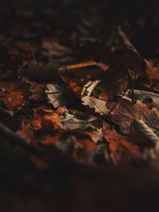 Превью обои опавшие листья, листья, осень, сухой, коричневый
