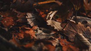 Превью обои опавшие листья, листья, осень, сухой, коричневый