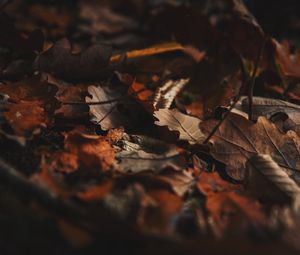Превью обои опавшие листья, листья, осень, сухой, коричневый
