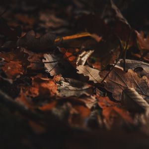 Превью обои опавшие листья, листья, осень, сухой, коричневый