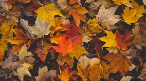 Превью обои опавшие листья, листья, осень, желтый, коричневый