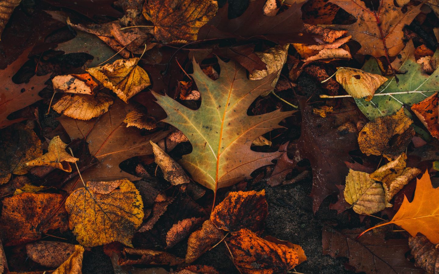 Бронзовая листва осенью