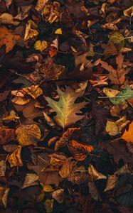 Превью обои опавшие листья, листья, осень, коричневый, желтый