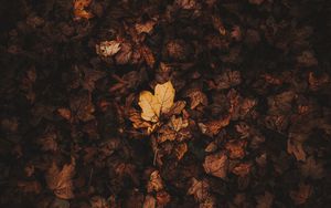 Превью обои опавшие листья, листья, осень, коричневый, сухой