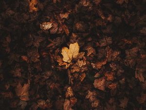 Превью обои опавшие листья, листья, осень, коричневый, сухой