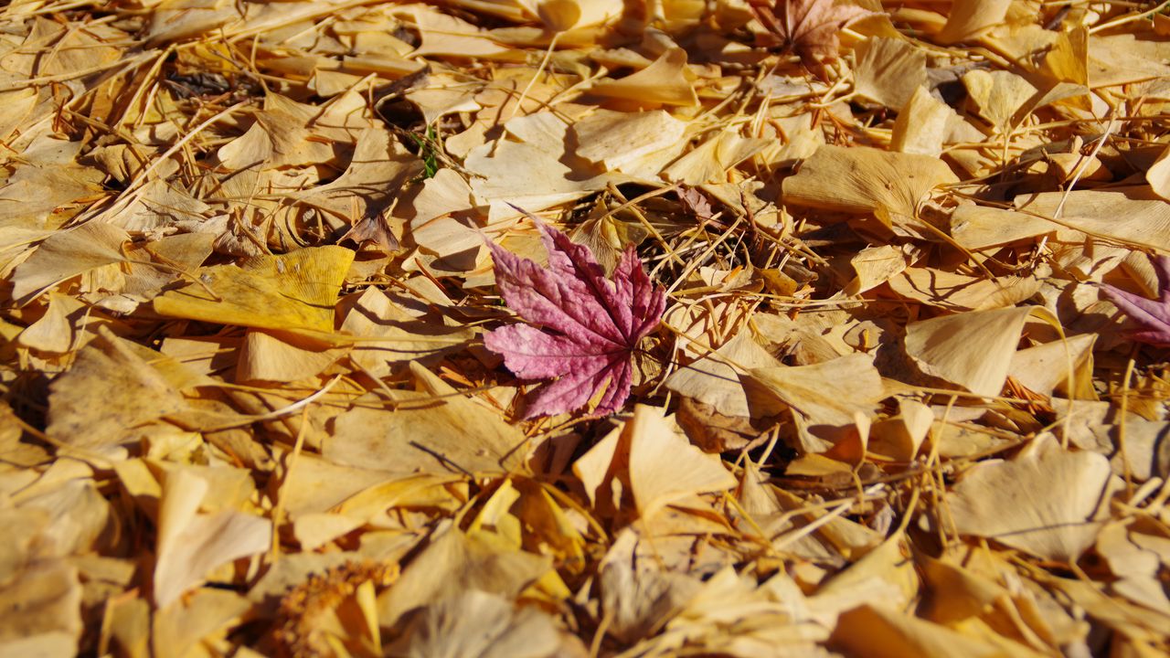 Опавшие листья макро